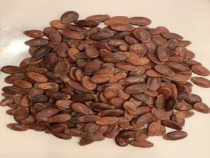 Hạt Dưa - Không Màu